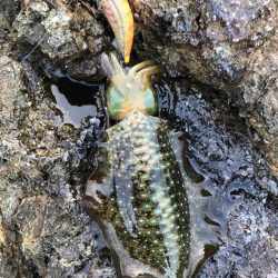 2022 佐渡ヶ島エギング 12回目